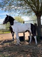 D pony 1650 vandaag ophale, Dieren en Toebehoren, Gechipt, Ruin, Zadelmak, 3 tot 6 jaar