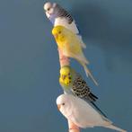 Golvende parkiet voor volwassenen, Dieren en Toebehoren, Vrouwelijk, Parkiet