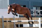 Ruin, 5y.o, 170cm, Jardonnay VDL, Dieren en Toebehoren, Met stamboom, Springpaard, Ruin, Onbeleerd