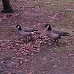 Kleine canada gans, Dieren en Toebehoren, Pluimvee