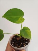 Monstera Deliciosa Aurea, Autres espèces, En pot, Enlèvement ou Envoi, Moins de 100 cm