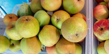 bio appelen en peren beschikbaar voor biedingen