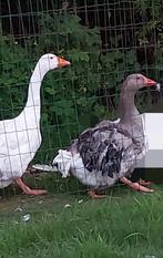 Koppel sebastobol krulveer ganzen, Dieren en Toebehoren, Pluimvee