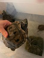 x3 waterschildpadden, Schildpad, Tam, 0 tot 2 jaar