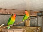 Agapornis fischeri 2 poppen., Vrouwelijk, Dwergpapegaai of Agapornis, Geringd