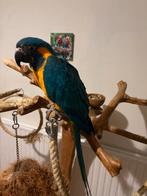 Blauwkeel ara, Femelle, Perroquet, Domestique