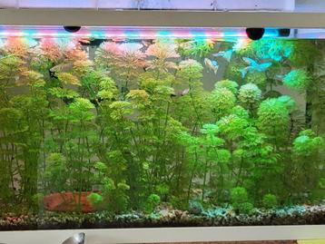 Aquariumplant: Limnophila heterophylla - makkelijk beschikbaar voor biedingen