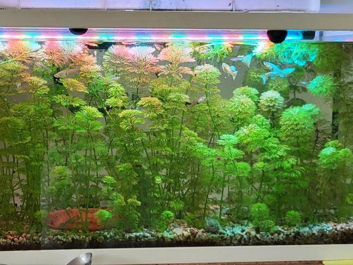 Aquariumplant: Limnophila heterophylla - makkelijk, Dieren en Toebehoren, Vissen | Aquaria en Toebehoren, Nieuw, Ophalen