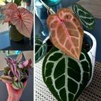 Kamerplant pakket, Enlèvement