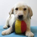Labrador Retriever-puppy’s te koop (Belgisch), Dieren en Toebehoren, Honden | Retrievers, Spaniëls en Waterhonden, België, Handelaar