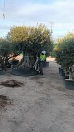 Olijfboom XXL, Enlèvement ou Envoi, Plein soleil, Olivier, Été