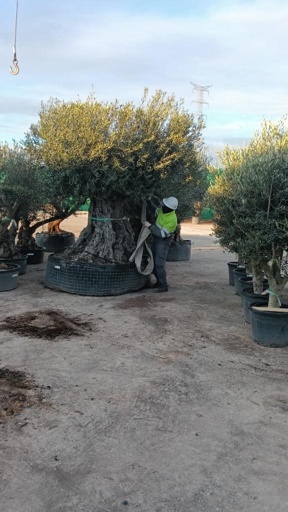 Olijfboom XXL, Jardin & Terrasse, Plantes | Arbres, Olivier, 250 à 400 cm, Plein soleil, Été, Enlèvement ou Envoi