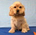 Des chiots cockers américains super mignons !, 15 semaines à 1 an, Étranger, Chien (mâle), Hépatite contagieuse (maladie de Rubarth)