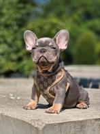 Franse bulldog pups (laatste reutje), België, 8 tot 15 weken, CDV (hondenziekte), Bulldog