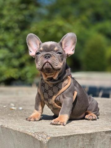 Franse bulldog pups (laatste reutje) beschikbaar voor biedingen