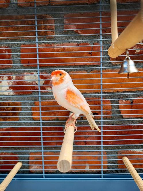Roodmozaïek kanarie man met kooi, Dieren en Toebehoren, Vogels | Kanaries, Kleurkanarie, Mannelijk