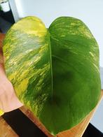 Monstera Aurea marmorata (tricolor), Autres espèces, En pot, Moins de 100 cm, Enlèvement