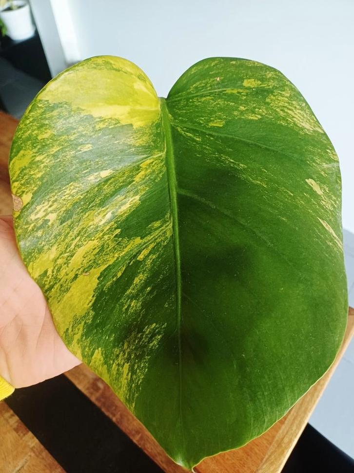 Monstera Aurea marmorata (tricolor), Maison & Meubles, Plantes d'intérieur, Autres espèces, Moins de 100 cm, Plante verte, Ombre partielle