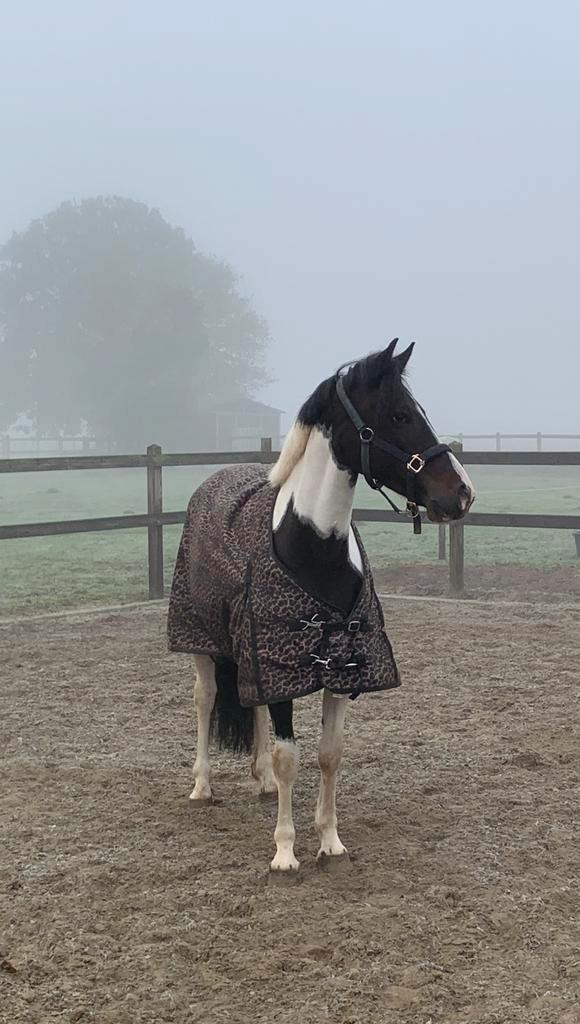 Hele lieve en brave recreatie merrie, Dieren en Toebehoren, Paarden