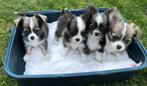 kleine langharige chihuahua pupjes, Dieren en Toebehoren, Honden | Chihuahua's en Gezelschapshonden, België, Fokker | Hobbymatig