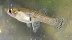 GAMBUSIA AFFINIS, Dieren en Toebehoren, Vissen | Aquariumvissen, Vis, Zoetwatervis