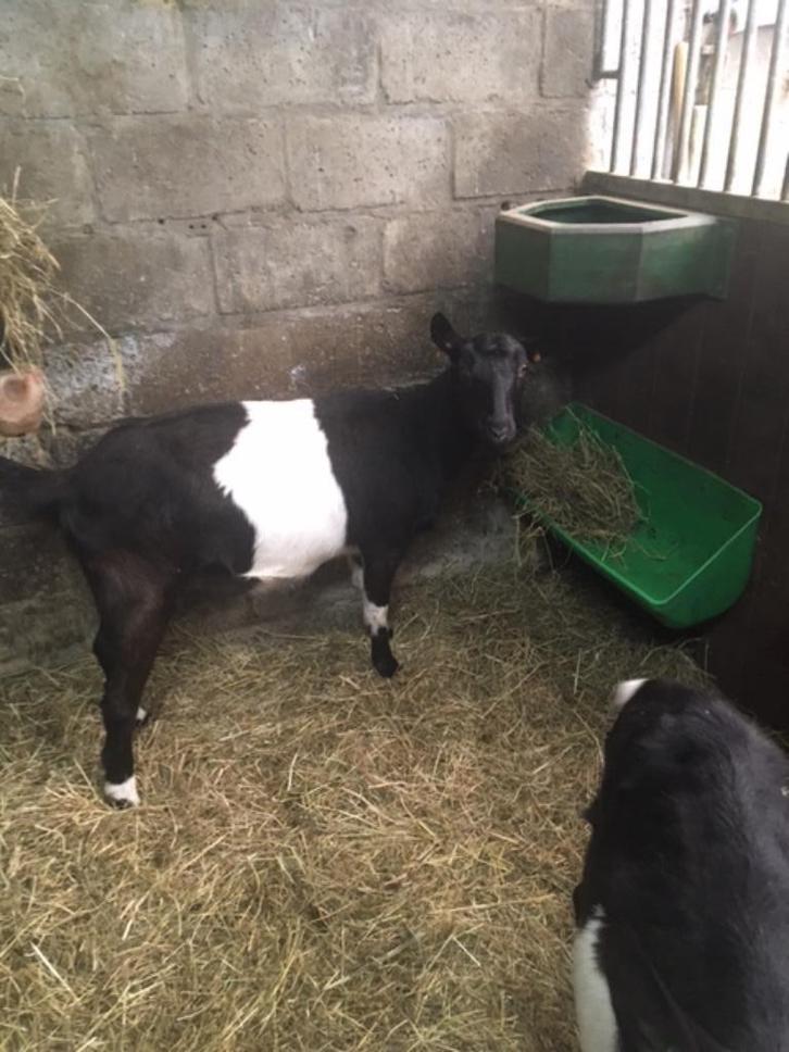 te koop : voederbakken pvc 13.5 liter, Dieren en Toebehoren, Schapen, Geiten en Varkens, Geit