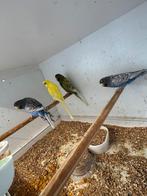 Melanistic Spangle Blackface EF en dubbel factor, Dieren en Toebehoren, Vogels | Parkieten en Papegaaien, Meerdere dieren, Parkiet