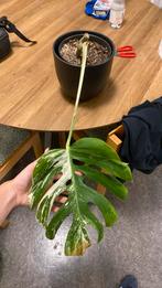 monstera variegata, Huis en Inrichting, Ophalen, Overige soorten, Halfschaduw, In pot