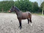 3 jarige merrie  van San to Alati te koop, Merrie, Gechipt, Dressuurpaard, 3 tot 6 jaar