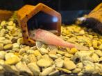 Ancistrus snow White (geen albino), Dieren en Toebehoren, Vissen | Aquariumvissen