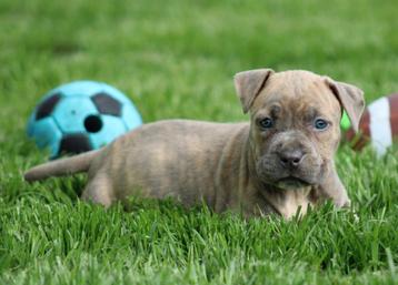 Amerikaanse Stafford pups  beschikbaar voor biedingen