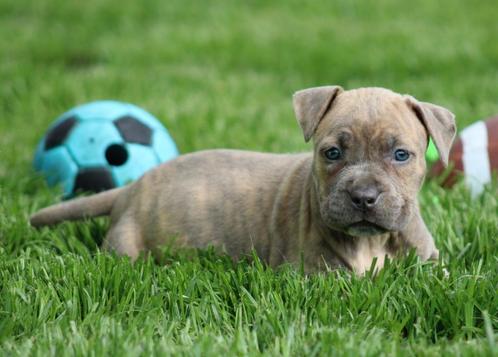 Amerikaanse Stafford pups, Dieren en Toebehoren, Honden | Jack Russells en Terriërs, Meerdere dieren, American Staffordshire Terriër