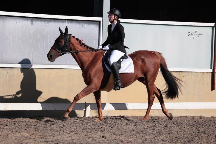 Paard te koop, Dieren en Toebehoren, Paarden, Ruin, Zadelmak, 160 tot 165 cm, 7 tot 10 jaar, Recreatiepaard, Met stamboom, Gechipt