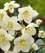 Witte helleborus, kerstroos, Halfschaduw, Vaste plant, Ophalen of Verzenden