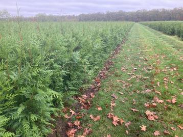 Thuja excelsa , brabant in verschillende maten | haagplanten beschikbaar voor biedingen