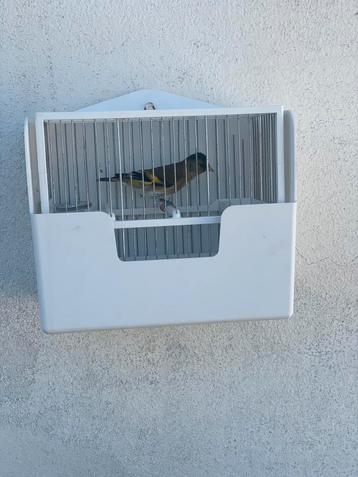 Mulet Chardonneret Tarin, Dieren en Toebehoren, Vogels | Overige Vogels