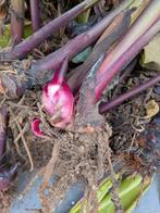 Canna indica rood, Tuin en Terras, Volle zon, Vaste plant, Zomer, Ophalen