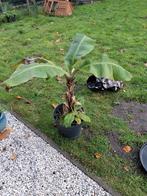 Musa cavendish banaan bananen, Tuin en Terras, Ophalen