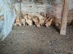 Kuikens brahma te koop, Dieren en Toebehoren, Pluimvee, Geslacht onbekend, Kip