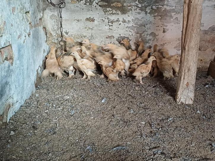 Kuikens brahma te koop, Dieren en Toebehoren, Pluimvee, Kip, Geslacht onbekend