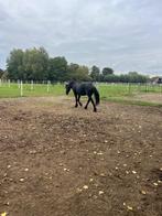 Pony of paard gezocht, Dieren en Toebehoren, Paarden