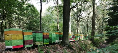 Bijen zoeken bos of grond te huur, Immo, Gronden en Bouwgronden, tot 200 m²