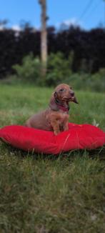 kortharige dwerg pups, België, Fokker | Hobbymatig, 8 tot 15 weken, Korthaar