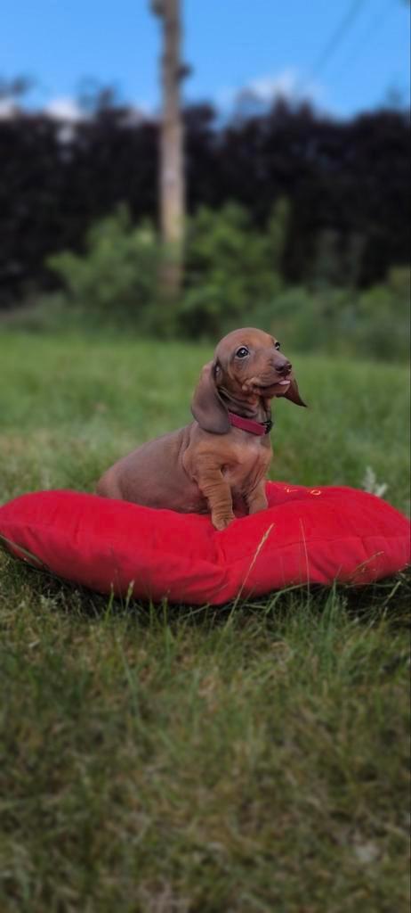kortharige dwerg pups, Dieren en Toebehoren, Honden | Teckels en Dashonden, Meerdere dieren, Korthaar, Dwerg, Fokker | Hobbymatig