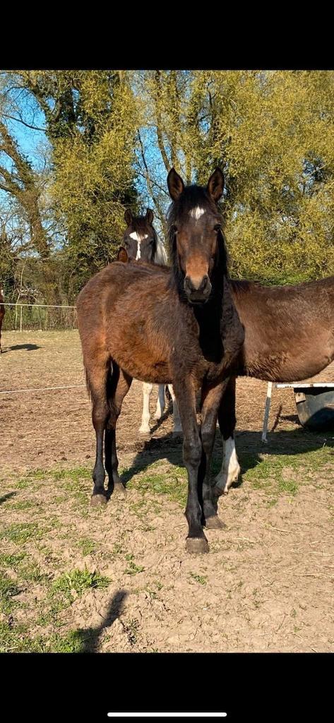 Pouliche 11 mois, Dieren en Toebehoren, Paarden