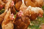 legkippen, Dieren en Toebehoren, Vrouwelijk, Kip