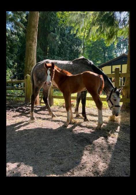 Fokmerrie te koop, Dieren en Toebehoren, Paarden en Pony's | Dekhengsten en Fokmerries, Merrie