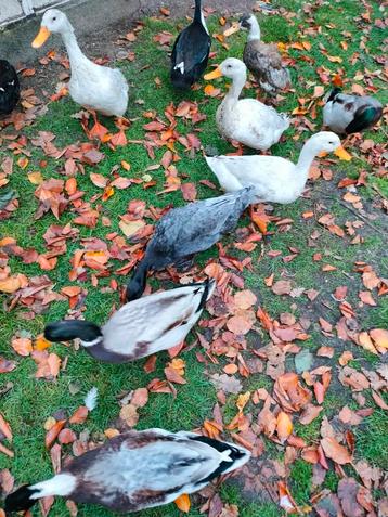 Loopeenden mannen  beschikbaar voor biedingen