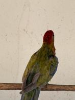 Zwart pastel rosella man split blauw, Dieren en Toebehoren, Vogels | Parkieten en Papegaaien