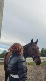 Verzorgpaard gezocht, Dieren en Toebehoren, Paarden